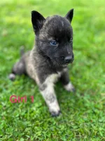 Girl 1, a female German Shepherd Dog and Siberian Husky for sale in Johnstown, PA – 3 of 4