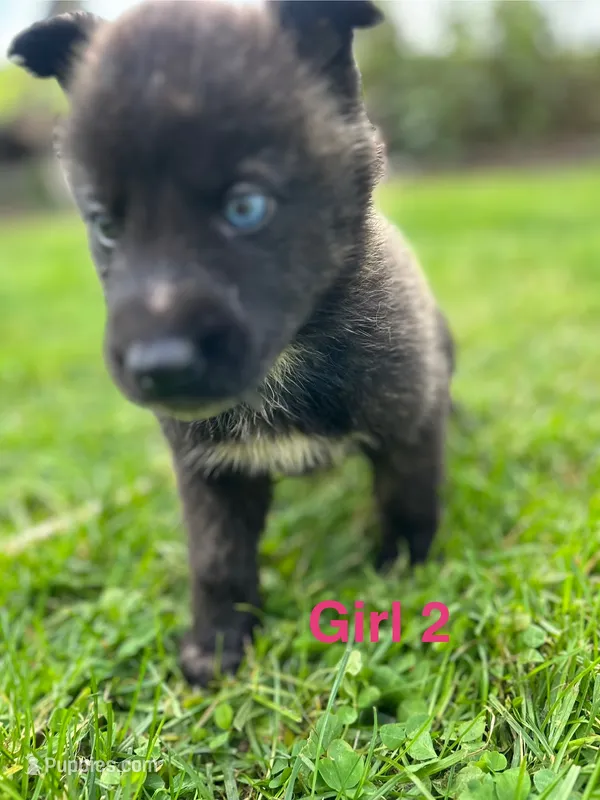 Girl 2 – German Shepherd Dog, Siberian Husky puppy for sale in Johnstown, PA