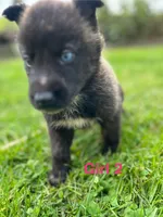 Girl 2, a female German Shepherd Dog and Siberian Husky for sale in Johnstown, PA – 1 of 9