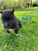 Boy 4, a male German Shepherd Dog and Siberian Husky for sale in Johnstown, PA – 5 of 7