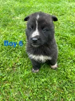 Boy 6, a male German Shepherd Dog and Siberian Husky for sale in Johnstown, PA – 8 of 8