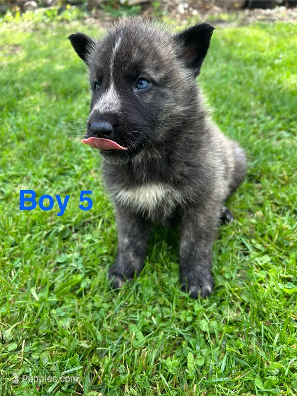 Boy 5 – German Shepherd Dog, Siberian Husky puppy for sale in Johnstown, PA