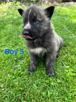 Boy 5, a male German Shepherd Dog and Siberian Husky for sale in Johnstown, PA – 1 of 6