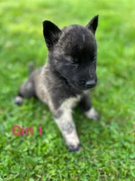 Girl 1, a female German Shepherd Dog and Siberian Husky for sale in Johnstown, PA – 4 of 4