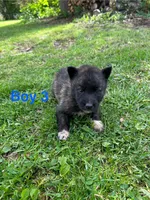 Boy 3, a male German Shepherd Dog and Siberian Husky for sale in Johnstown, PA – 5 of 7