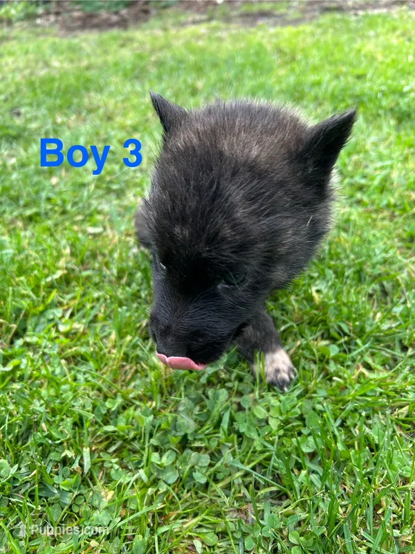 Boy 3 – German Shepherd Dog, Siberian Husky puppy for sale in Johnstown, PA