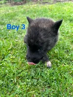 Boy 3, a male German Shepherd Dog and Siberian Husky for sale in Johnstown, PA – 1 of 7