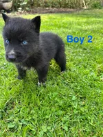 Boy 2, a male German Shepherd Dog and Siberian Husky for sale in Johnstown, PA – 7 of 8