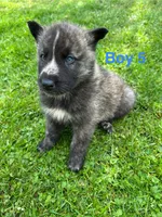 Boy 5, a male German Shepherd Dog and Siberian Husky for sale in Johnstown, PA – 2 of 6