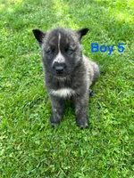 Boy 5, a male German Shepherd Dog and Siberian Husky for sale in Johnstown, PA – 5 of 6
