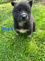 Boy 4, a male German Shepherd Dog and Siberian Husky for sale in Johnstown, PA – 2 of 7