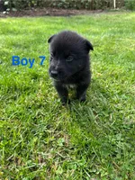 Boy 7, a male German Shepherd Dog and Siberian Husky for sale in Johnstown, PA – 5 of 7