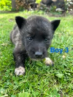 Boy 3, a male German Shepherd Dog and Siberian Husky for sale in Johnstown, PA – 2 of 7