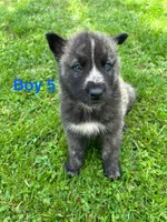 Boy 5, a male German Shepherd Dog and Siberian Husky for sale in Johnstown, PA – 4 of 6