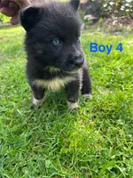 Boy 4, a male German Shepherd Dog and Siberian Husky for sale in Johnstown, PA – 4 of 7