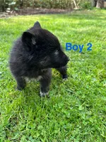 Boy 2, a male German Shepherd Dog and Siberian Husky for sale in Johnstown, PA – 6 of 8