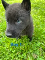 Boy 1, a male German Shepherd Dog and Siberian Husky for sale in Johnstown, PA – 6 of 9