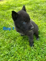 Boy 1, a male German Shepherd Dog and Siberian Husky for sale in Johnstown, PA – 3 of 9