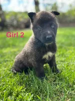 Girl 2, a female German Shepherd Dog and Siberian Husky for sale in Johnstown, PA – 7 of 9