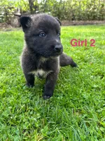 Girl 2, a female German Shepherd Dog and Siberian Husky for sale in Johnstown, PA – 2 of 9