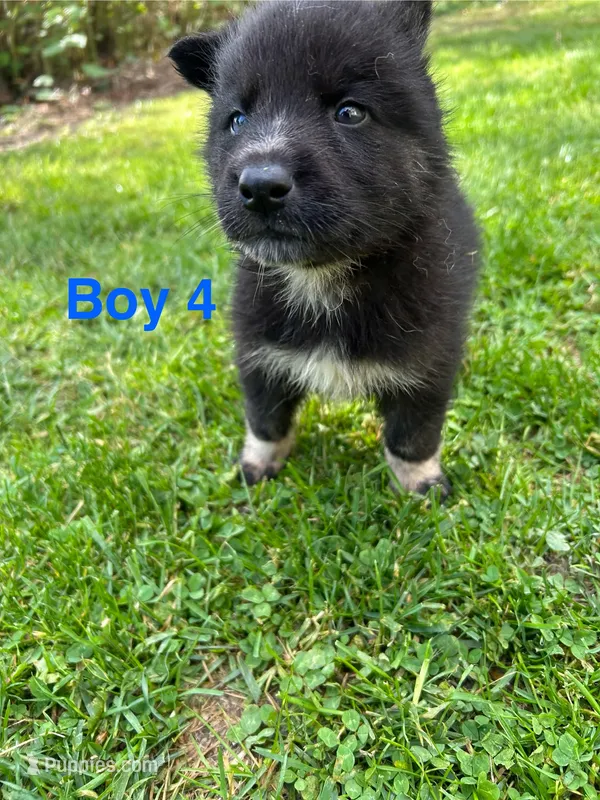 Boy 4 – German Shepherd Dog, Siberian Husky puppy for sale in Johnstown, PA