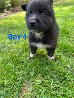 Boy 4, a male German Shepherd Dog and Siberian Husky for sale in Johnstown, PA – 1 of 7