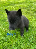 Boy 1, a male German Shepherd Dog and Siberian Husky for sale in Johnstown, PA – 5 of 9