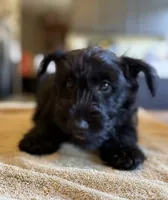 Bonnie , a female Scottish Terrier for sale in Vacaville, CA – 4 of 5
