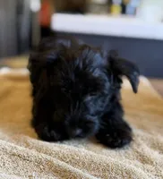 Bonnie , a female Scottish Terrier for sale in Vacaville, CA – 3 of 5