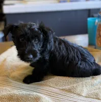 Bonnie , a female Scottish Terrier for sale in Vacaville, CA – 5 of 5