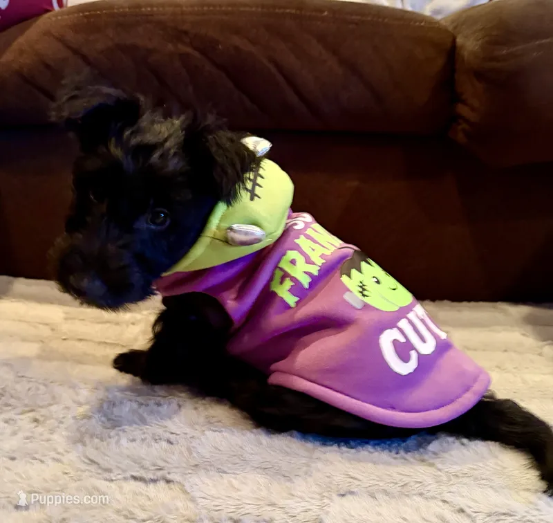 Bonnie  – Scottish Terrier puppy for sale in Vacaville, CA
