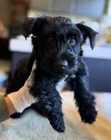 Bonnie , a female Scottish Terrier for sale in Vacaville, CA – 1 of 5