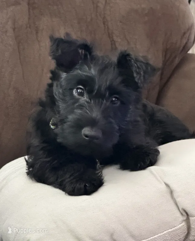 Bonnie  – Scottish Terrier puppy for sale in Vacaville, CA
