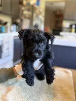 Bonnie , a female Scottish Terrier for sale in Vacaville, CA – 2 of 5