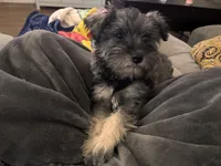 Trixi , a female Miniature Schnauzer for sale in San Antonio, TX – 4 of 4