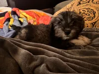Trixi , a female Miniature Schnauzer for sale in San Antonio, TX – 2 of 4