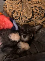 Trixi , a female Miniature Schnauzer for sale in San Antonio, TX – 3 of 4