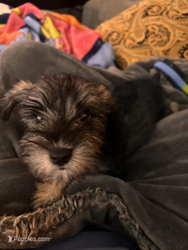 Trixi  – Miniature Schnauzer puppy for sale in San Antonio, TX