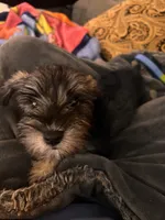 Trixi , a female Miniature Schnauzer for sale in San Antonio, TX – 1 of 4