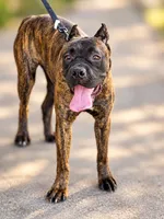 Braxton, a male Cane Corso for sale in Anderson, IN – 9 of 10
