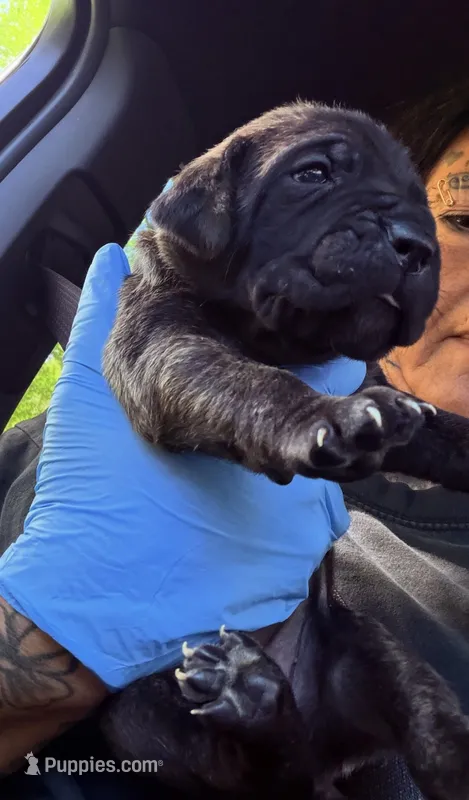 Zara – Cane Corso puppy for sale in Anderson, IN