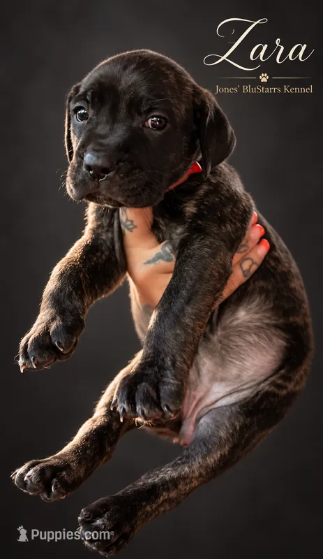 Zara – Cane Corso puppy for sale in Anderson, IN