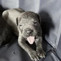 Iceland, a female Cane Corso for sale in Anderson, IN – Photo 2 of 8