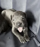Iceland, a female Cane Corso for sale in Anderson, IN – Photo 2 of 8