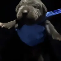 Iceland, a female Cane Corso for sale in Anderson, IN – Photo 1 of 8