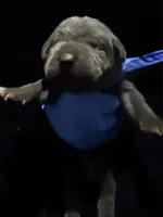 Iceland, a female Cane Corso for sale in Anderson, IN – Photo 1 of 8