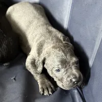 Iceland, a female Cane Corso for sale in Anderson, IN – Photo 8 of 8