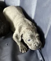 Iceland, a female Cane Corso for sale in Anderson, IN – Photo 8 of 8