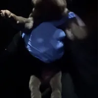 Iceland, a female Cane Corso for sale in Anderson, IN – Photo 4 of 8