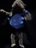 Iceland, a female Cane Corso for sale in Anderson, IN – Photo 4 of 8